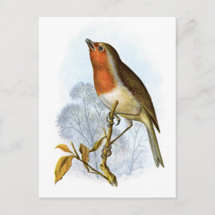 Carte Postale Robin européen - Erithacus rubecula