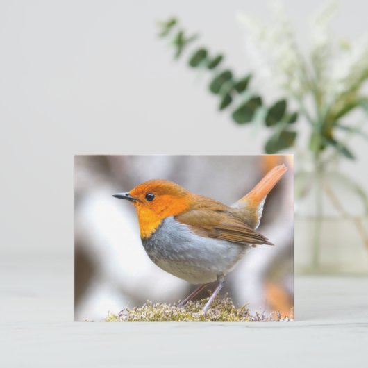 Carte Postale Robin japonais (Debout devant)