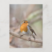 Carte Postale Robin Nature Photo (Devant)