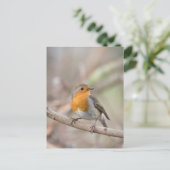 Carte Postale Robin Nature Photo (Debout devant)