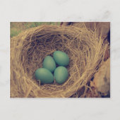 Carte Postale Robin Nest et Oeufs (Devant)