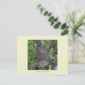 Carte postale Robin Photo (Debout devant)