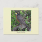 Carte postale Robin Photo (Devant)