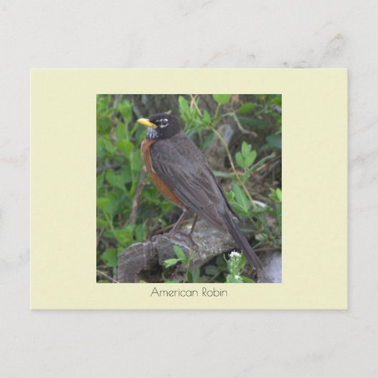 Carte postale Robin Photo (Devant)