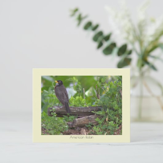 Carte postale Robin Photo (Debout devant)