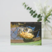 Carte Postale Robin prenant bain (Debout devant)
