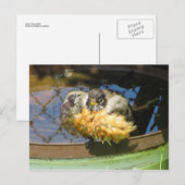 Carte Postale Robin prenant bain (Devant / Derrière)