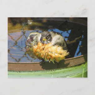 Carte Postale Robin prenant bain