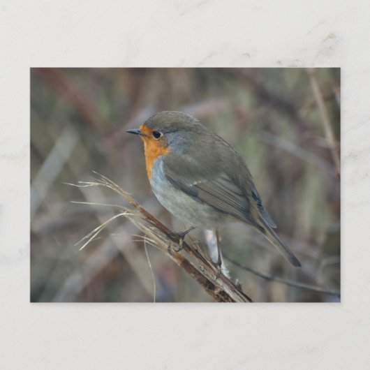 Carte postale Robin Red (Devant)