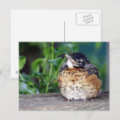 Carte Postale Robin Red Breast PostCard (Devant / Derrière)