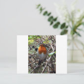 Carte Postale Robin rouge (Debout devant)