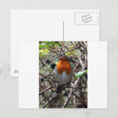 Carte Postale Robin rouge (Devant / Derrière)