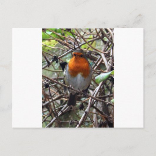 Carte Postale Robin rouge (Devant)