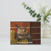 Carte Postale Robin sur le nid (Debout devant)