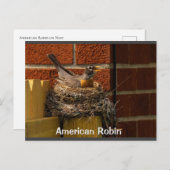 Carte Postale Robin sur le nid (Devant / Derrière)