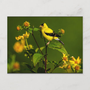 Carte Postale Robin sur le nid