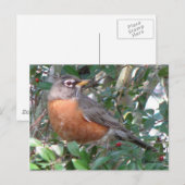 Carte postale Robin Winter (Devant / Derrière)