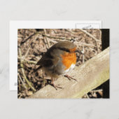 CARTE POSTALE ROBINS (Devant / Derrière)