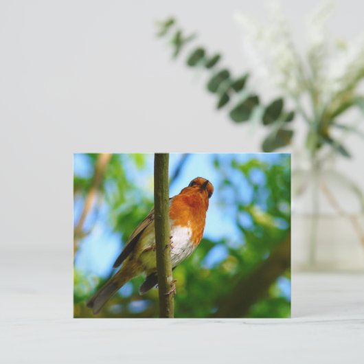 CARTE POSTALE ROBINS (Debout devant)