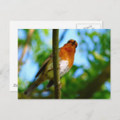 CARTE POSTALE ROBINS (Devant / Derrière)