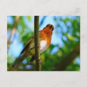 CARTE POSTALE ROBINS (Devant)