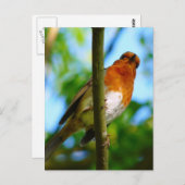 CARTE POSTALE ROBINS (Devant / Derrière)