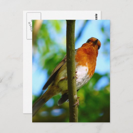 CARTE POSTALE ROBINS (Devant / Derrière)