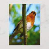 CARTE POSTALE ROBINS (Devant)