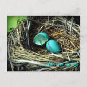 Carte Postale Robin's Egg Nest Spring (Devant)