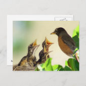 Carte Postale Robins pour bébés (Devant / Derrière)