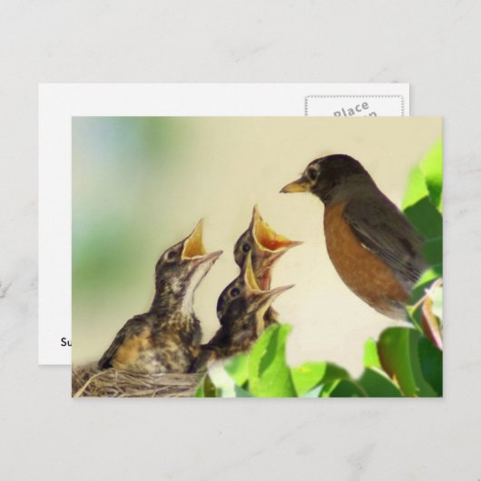 Carte Postale Robins pour bébés (Devant / Derrière)