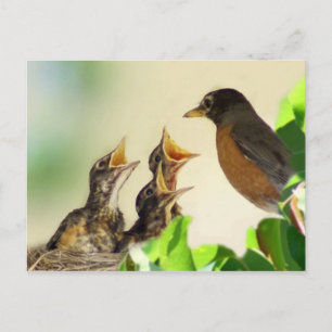 Carte Postale Robins pour bébés