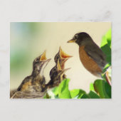Carte Postale Robins pour bébés (Devant)