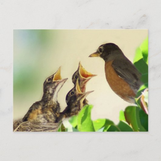 Carte Postale Robins pour bébés (Devant)