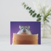 Carte Postale Roborovksi Hamster (Debout devant)