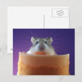 Carte Postale Roborovksi Hamster (Devant / Derrière)