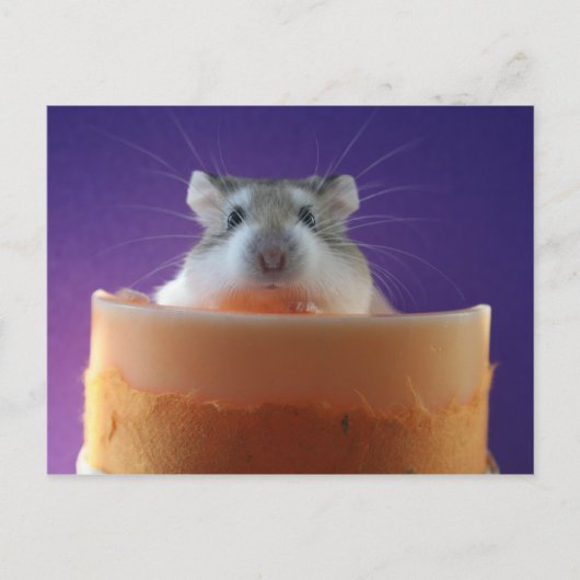 Carte Postale Roborovksi Hamster (Devant)