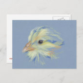 Carte Postale Roche à bec Plymouth (Devant / Derrière)