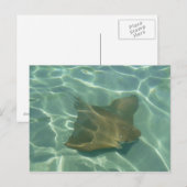 Carte Postale Rochen im Meer Postkarte Grußkarte (Devant / Derrière)