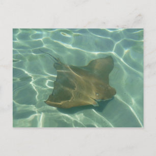 Carte Postale Rochen im Meer Postkarte Grußkarte