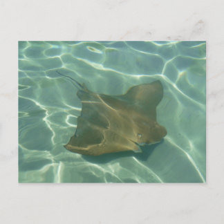 Carte Postale Rochen im Meer Postkarte Grußkarte