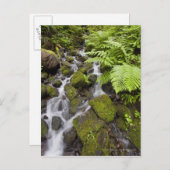 Carte Postale Roches recouvertes de mousse avec eau floue et fou (Devant / Derrière)