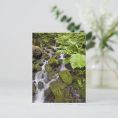 Carte Postale Roches recouvertes de mousse avec eau floue et fou (Debout devant)