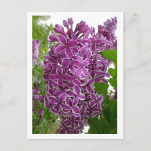 Carte postale Rochester Lilacs