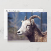 Carte Postale Rocheuse Grosse corne Mouton (Devant / Derrière)