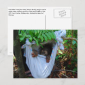 Carte Postale Rock a Bye Baby Orangutan (Devant / Derrière)