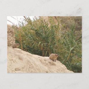 Carte Postale Rock Hyrax, Ein Gedi, Israël