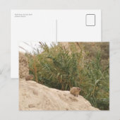 Carte Postale Rock Hyrax, Ein Gedi, Israël (Devant / Derrière)