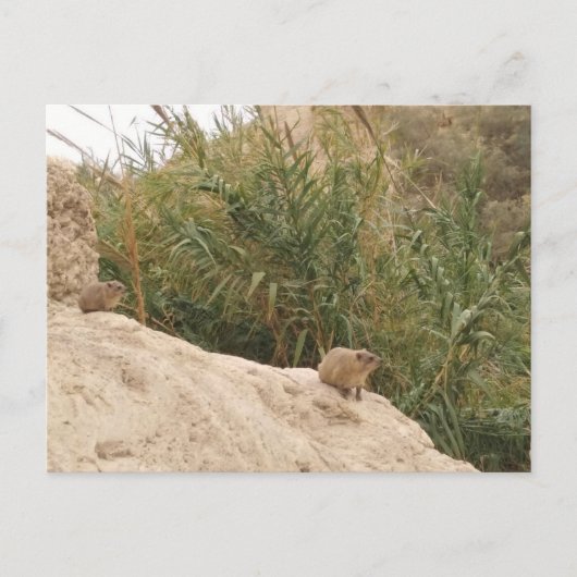 Carte Postale Rock Hyrax, Ein Gedi, Israël (Devant)