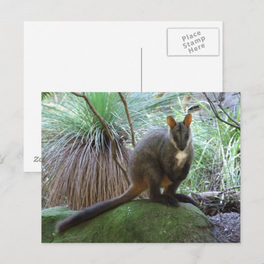 Carte postale Rock Wallaby (Devant / Derrière)